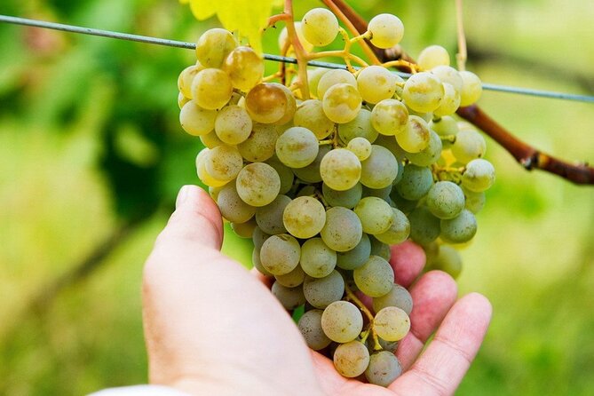 Whole Day Wine Tour to Kakheti From Tbilisi - Tour Highlights