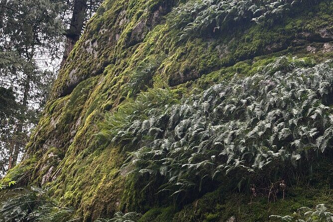 Whytecliff Park Indigenous Salish Sea Walking Tour - The Itinerary in Detail