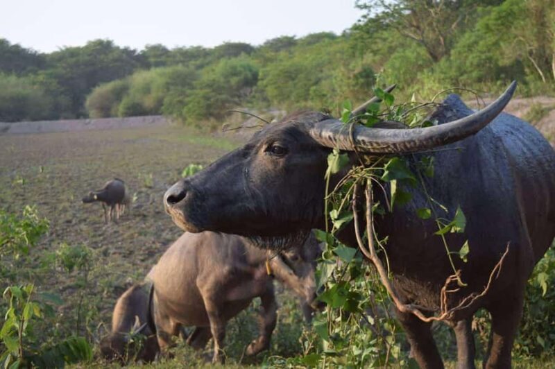 Wiang Nong Lom: Lanna Culture & Crafts Day Trip - The Experience Provider: What You Should Know