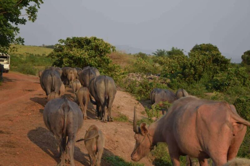 Wiang Nong Lom: Lanna Culture & Crafts Day Trip - In The Sum Up