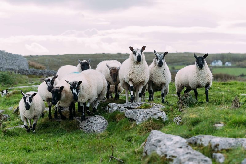 Wicklow, Glendalough, Waterfall & Sheepdog Demo from Dublin - What the guide and coach add