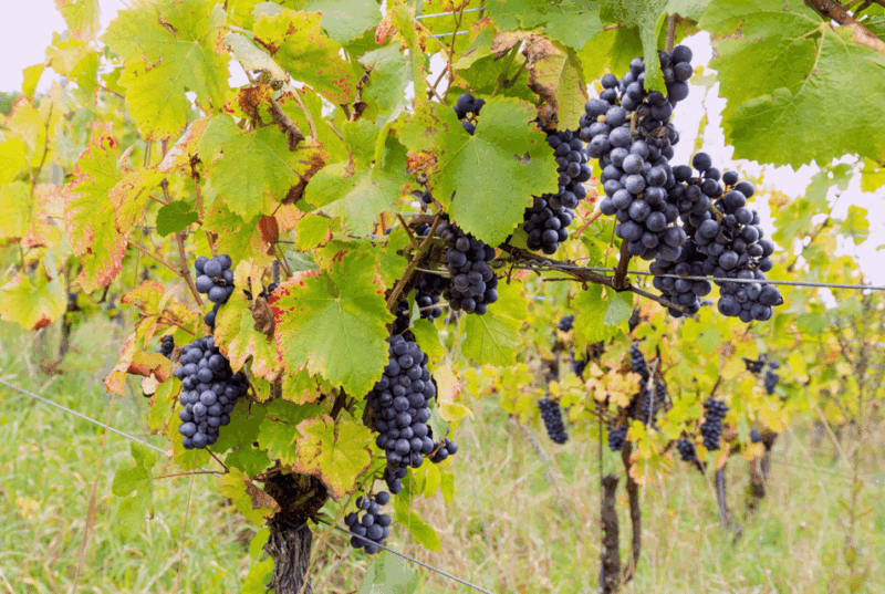 Wihr-au-Val: Wine Tasting and Cellar Tour - Alsatian Grape Varieties Tasted