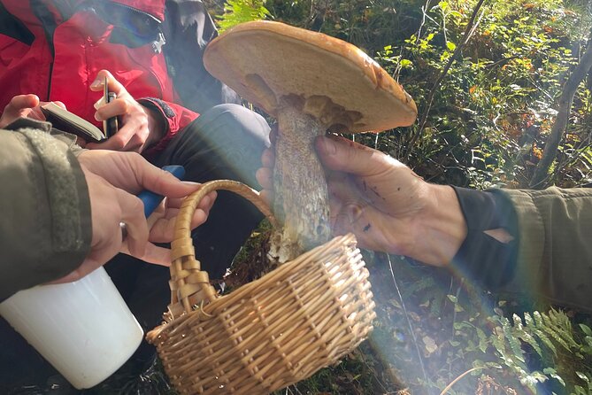Wild Adventures in Foraging, Folklore and Nature Connection - Deepening Your Nature Connection