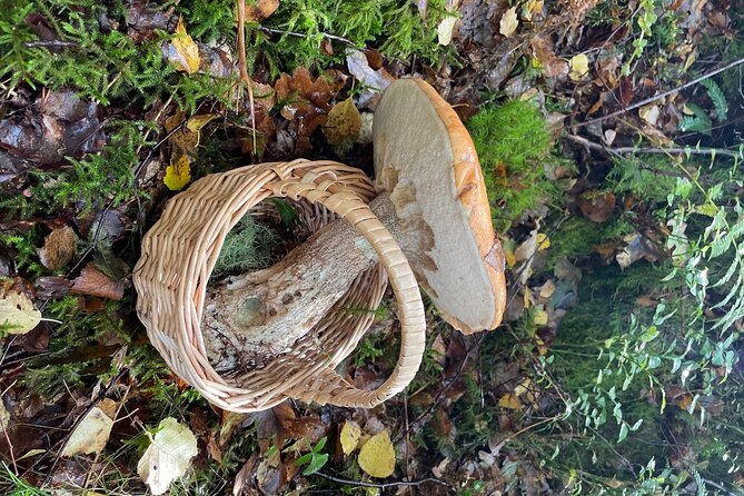 Wild Adventures in Foraging, Folklore and Nature Connection - Uncovering Hidden Treasures in the Wild