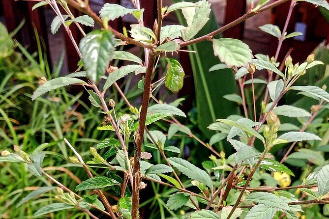 Wild and Medicinal Dominica Private Tour - A Deep Dive into the Experience