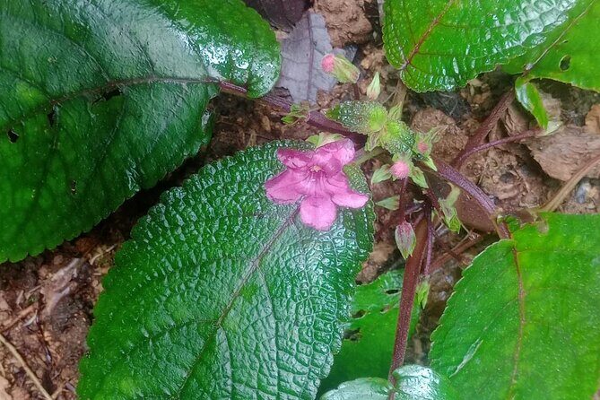 Wild and Medicinal Dominica Private Tour - FAQ