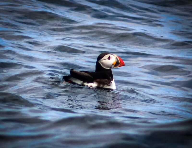 Wild Atlantic Way: Wildlife Eco Cruise - Discovering Kerry’s Marine Wonders