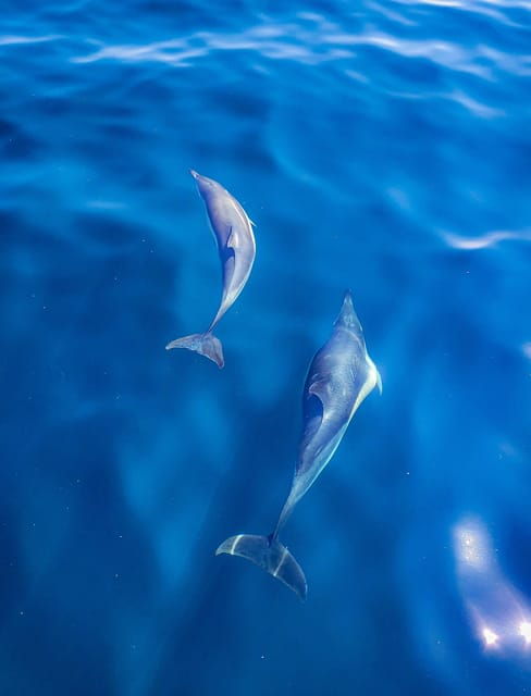 Wild Atlantic Way: Wildlife Eco Cruise - Who Will Love This Tour?