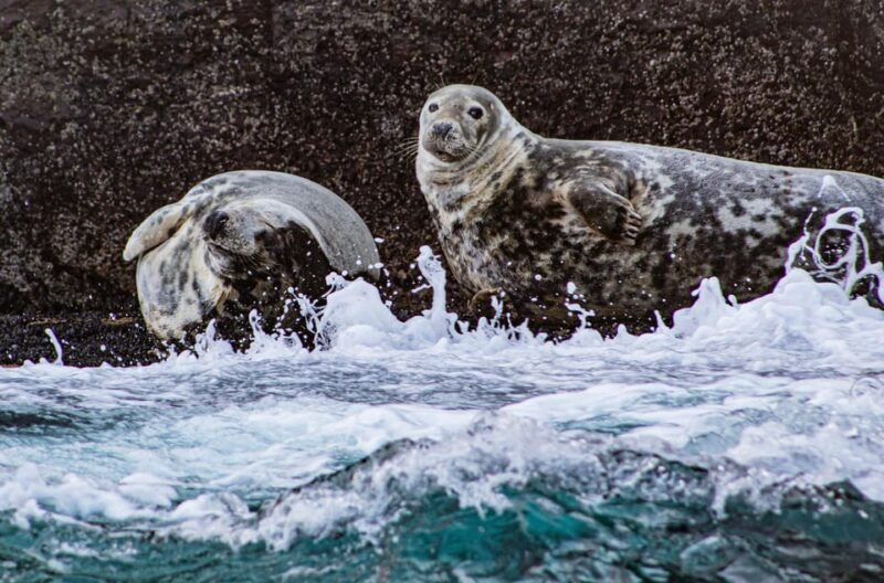 Wild Atlantic Way: Wildlife Eco Cruise - FAQ