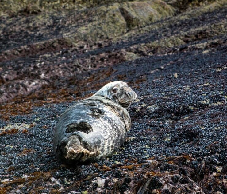 Wild Atlantic Way: Wildlife Eco Cruise - Good To Know
