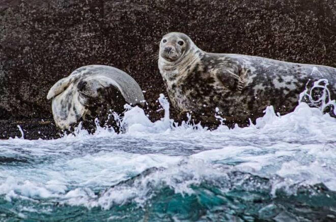 Wild Atlantic Way: Wildlife Eco Cruise - Meeting Point and Logistics