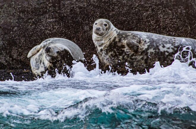 Wild Atlantic Way: Wildlife Eco Cruise - Spotting Marine Wildlife