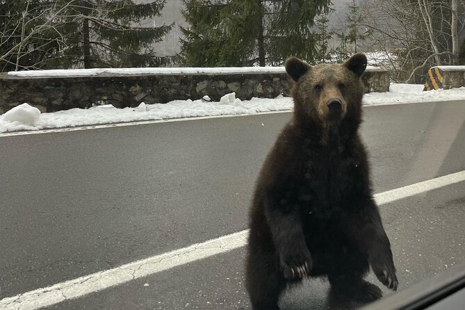 Wild Brown Bears and Top Gear Road, Small Group Max 8 Passangers - Frequently Asked Questions