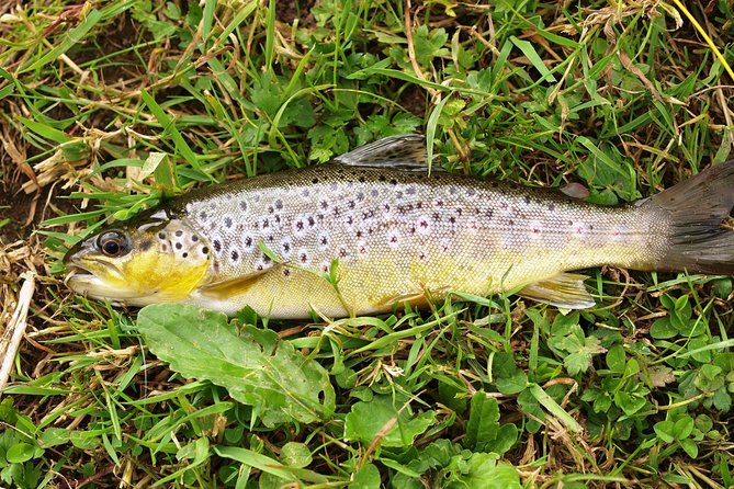 Wild Brown Trout Fly Fishing With Guide on Lough Corrib, County Galway. - Cancellation Policy