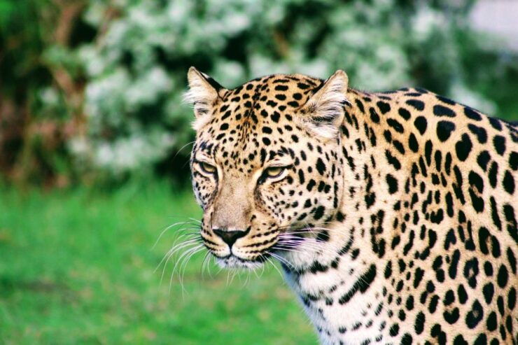 Wild Cat Experience 1-Hour Tour - Good To Know
