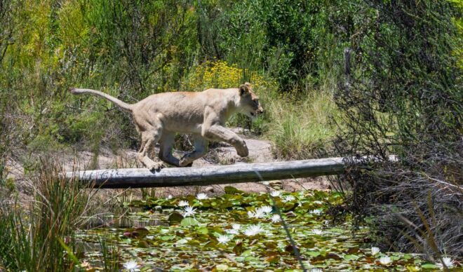 Wild Cat Experience 1-Hour Tour - Itinerary