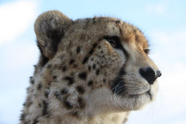 Wild Cat Experience 1-Hour Tour - The Sum Up