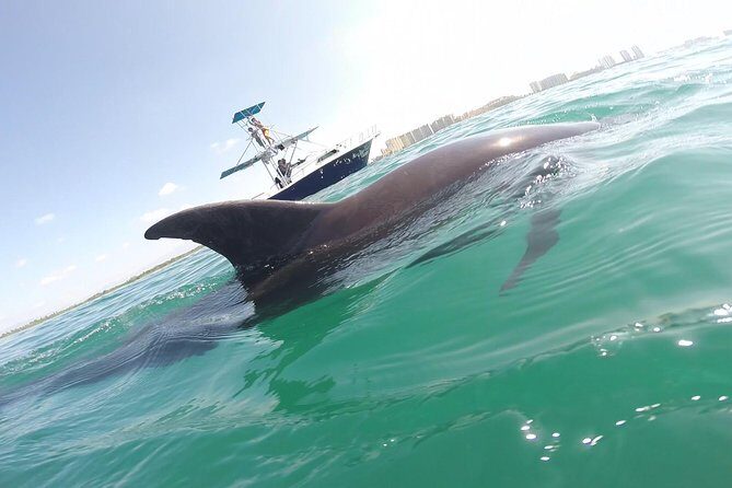 Wild Dolphin Encounter in Puerto Vallarta - Good To Know