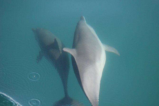 Wild Dolphin Encounter in Puerto Vallarta - Why This Tour Is a Great Choice