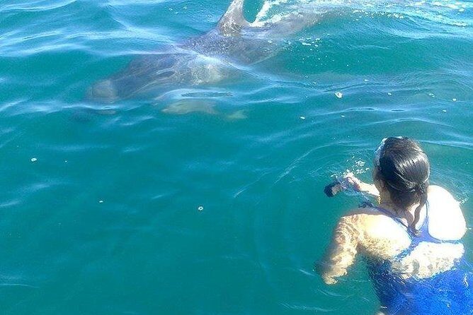 Wild Dolphin Encounter in Puerto Vallarta - FAQ