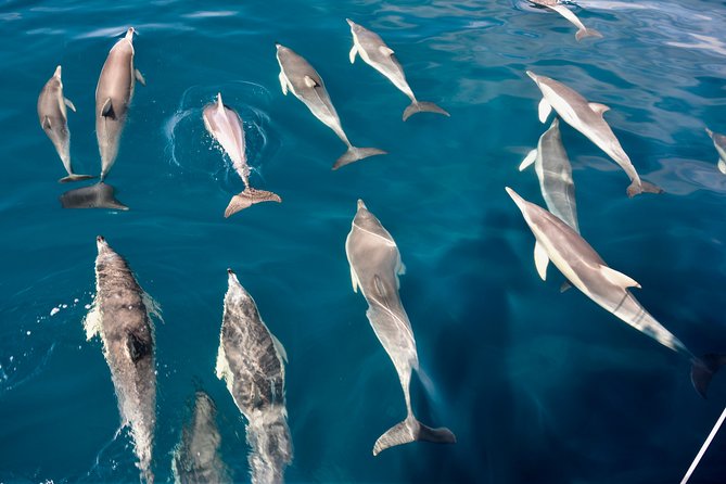 Wild Dolphin Watch Cruise - Logistics and Boarding Information