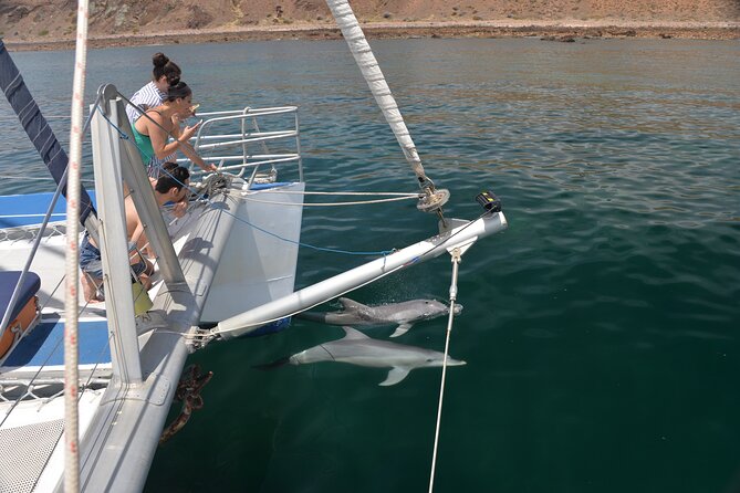 Wild Dolphin Watch Cruise - Positive Customer Reviews