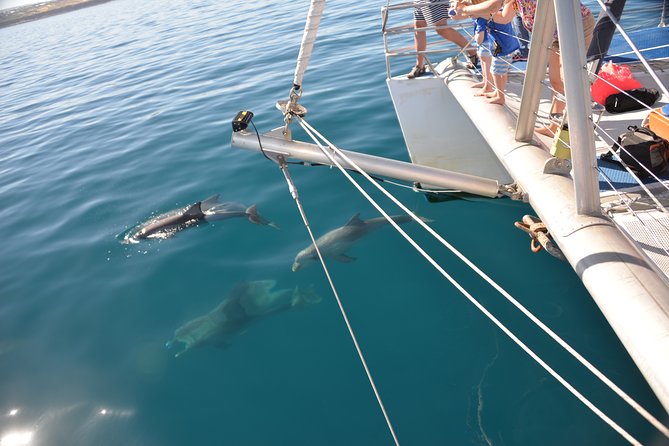 Wild Dolphin Watch Cruise - Common Questions