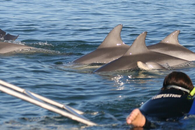 Wild Dolphin Watch Cruise - The Sum Up
