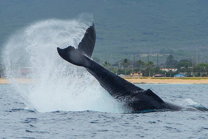 Wild Dolphin Watching and Snorkel Safari off West Coast of Oahu - Meeting, Pickup, and What to Expect