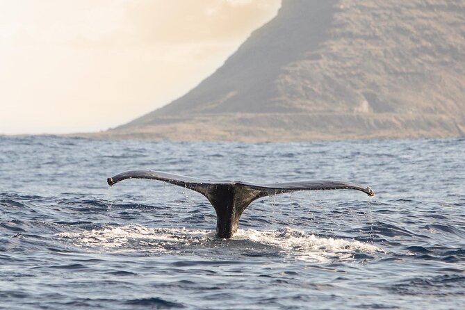 Wild Dolphin Watching and Snorkel Safari off West Coast of Oahu - Wildlife Sightings and Tour Guides