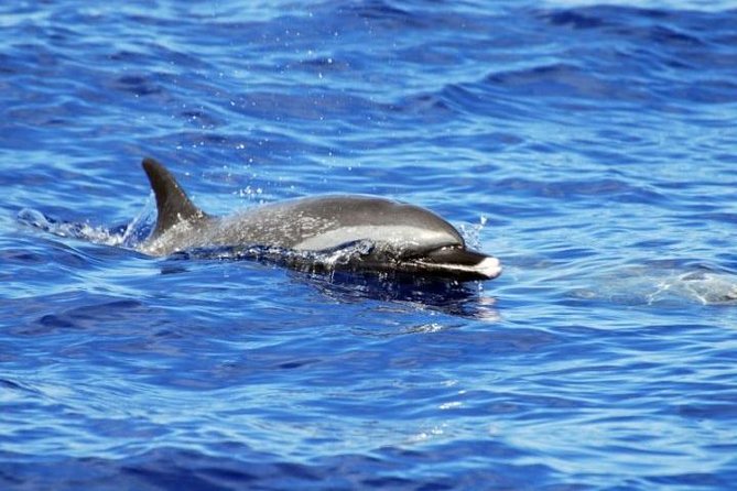 Wild Dolphin Watching and Snorkel Safari off West Coast of Oahu - Tips and Recommendations for a Memorable Safari