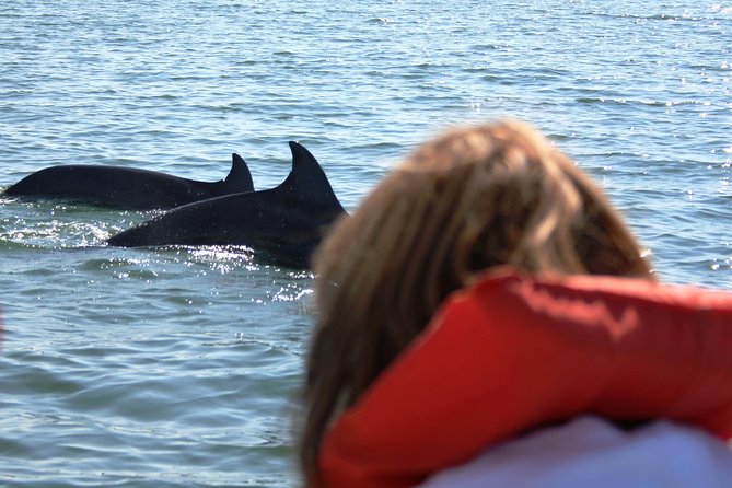 Wild Dolphins Encounter & Snorkeling - Common Questions