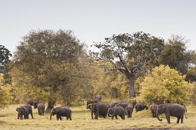 Wild Elephant Private Safari From Minneriya - Meeting Points and Pickup Details