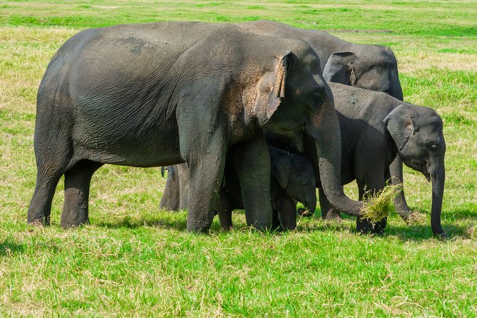 Wild Elephant Private Safari From Minneriya - Common Questions
