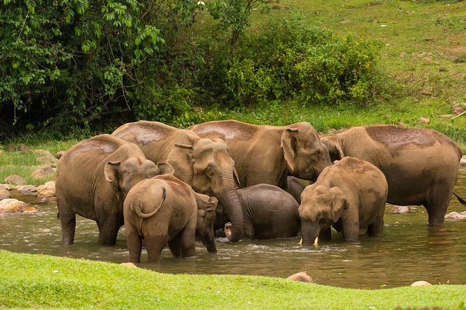 Wild Elephant Village( Anakulam) Life Tour ( by Munnar Info) - Tour Duration and Inclusions