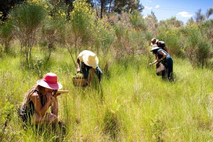 Wild Experience: Discover, Cook & Eat the Local Wild Flora - Experience Local Wild Flora Delicacies