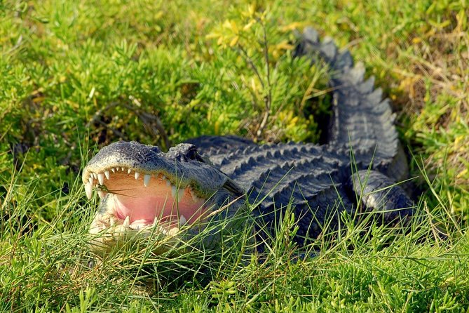 Wild Florida Adventure Package Tour With Transportation - Overview of the Tour