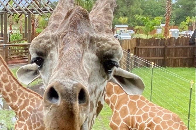 Wild Florida Drive-Thru Safari and Gator Park Admission - Animal Encounters and Experiences