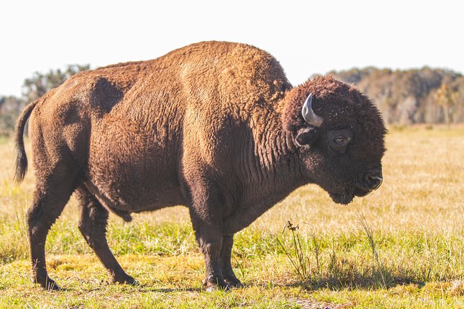 Wild Florida Drive-Thru Safari and Gator Park Admission - Admission Inclusions and Benefits