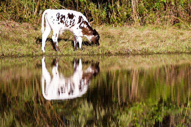 Wild Florida Drive-Thru Safari and Gator Park Admission - Meeting and Pickup Information