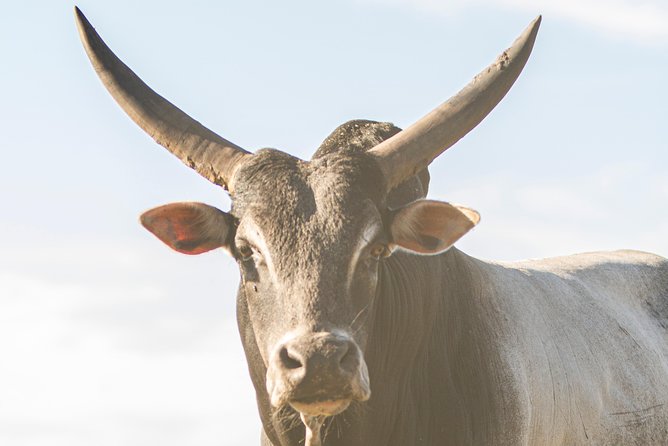 Wild Florida Drive-Thru Safari and Gator Park Admission - Additional Tips and Information