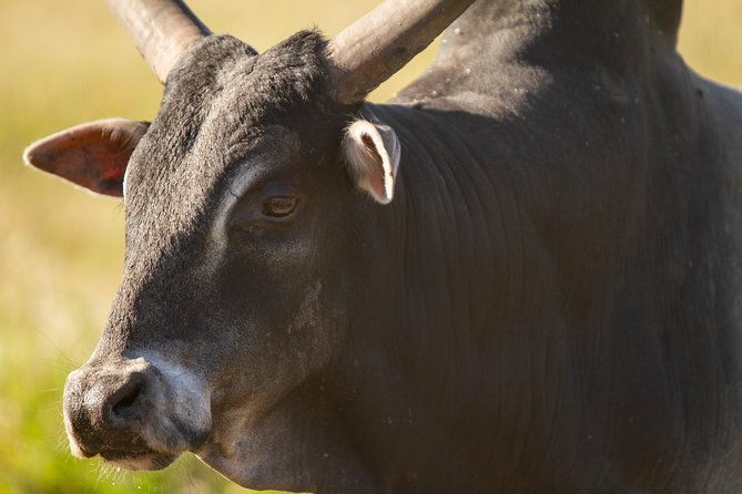 Wild Florida Drive-Thru Safari and Gator Park Admission - Hand-feeding Giraffes Experience