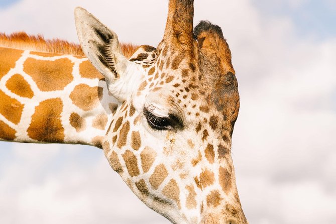 Wild Florida Drive-Thru Safari and Gator Park Admission - Common Questions