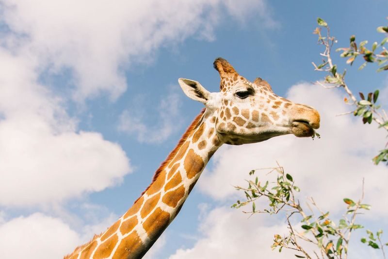 Wild Florida Drive-Thru Safari Park Admission in Orlando - A safari where you bring the car