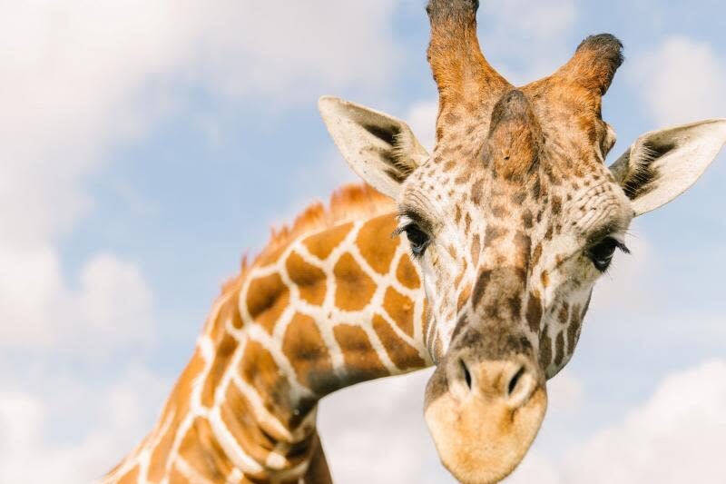 Wild Florida Drive-Thru Safari Park Admission in Orlando - Giraffes, zebras and alligators along the route