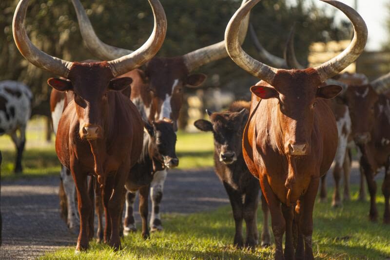 Wild Florida Drive-Thru Safari Park Admission in Orlando - Is the $35 starting price good value?