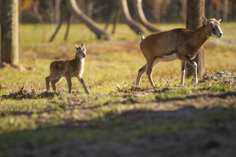 Wild Florida Drive-Thru Safari Park Admission in Orlando - Getting to the park and planning your visit