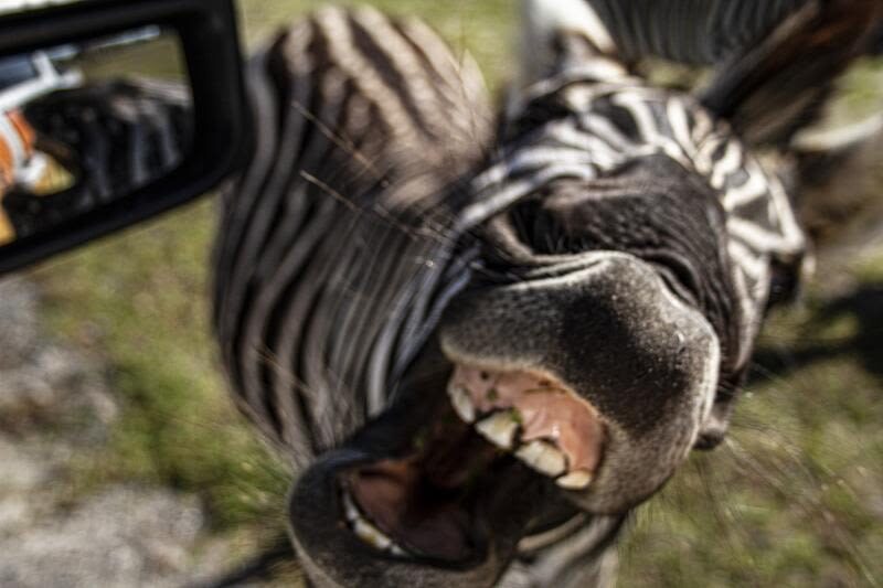 Wild Florida Drive-Thru Safari Park Admission in Orlando - Who will enjoy this drive-through safari?