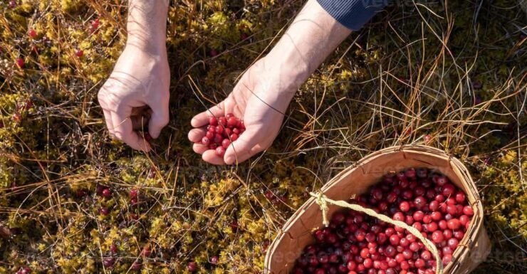 Wild Forest Mushrooms and Berries Picking Tour - Booking Process