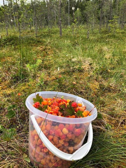 Wild Forest Mushrooms and Berries Picking Tour - Cancellation Policy